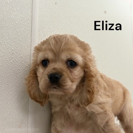 puppy, for, sale, Cocker Spaniel, Joe & Cherri  Overlease, dog, breeder, Miller, MO, dog-breeder, puppy-for-sale, forsale, nearby, find, puppyfind, locator, puppylocator, aca